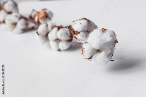 One branch of cotton deadwood on a white isolated background for design