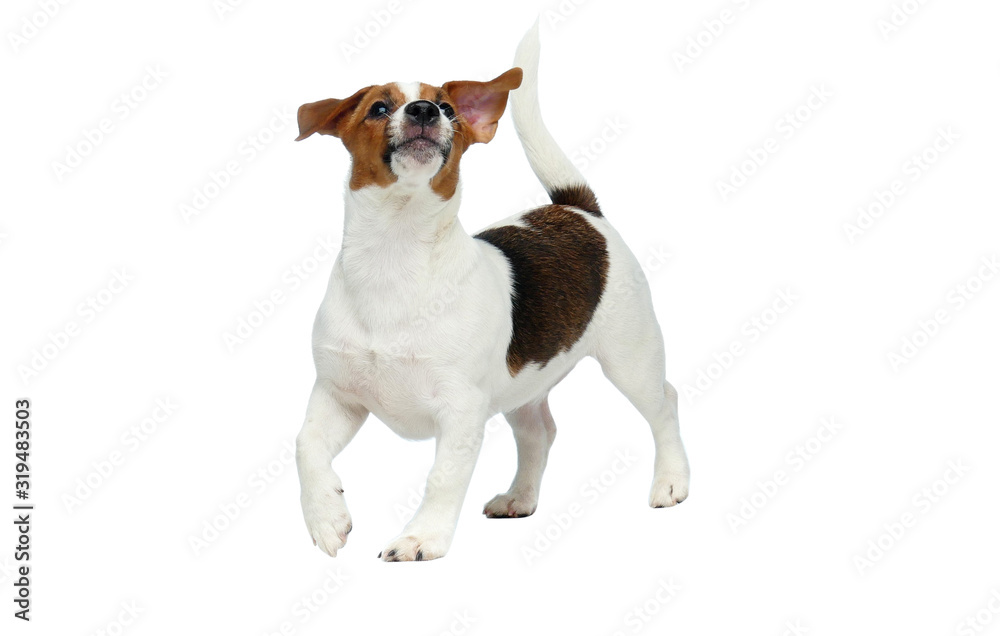 Cute Jack Russell Terrier Cute Jack Russell Terrier