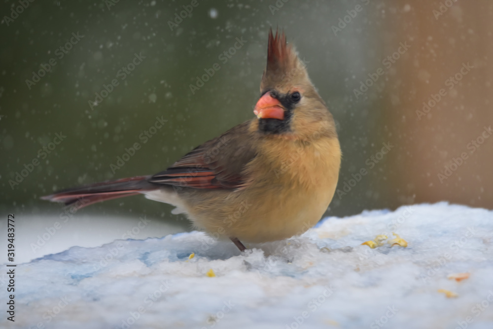 Female Northern Cardinal Standing in Snow and Eating Corn