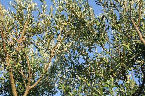 Plantation of olive trees olive branchs