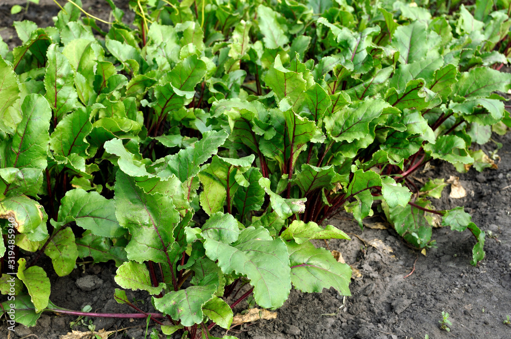organically cultivated plantation of beetroot in the vegetable garden organically cultivated plantation of beetroot in the vegetable garden