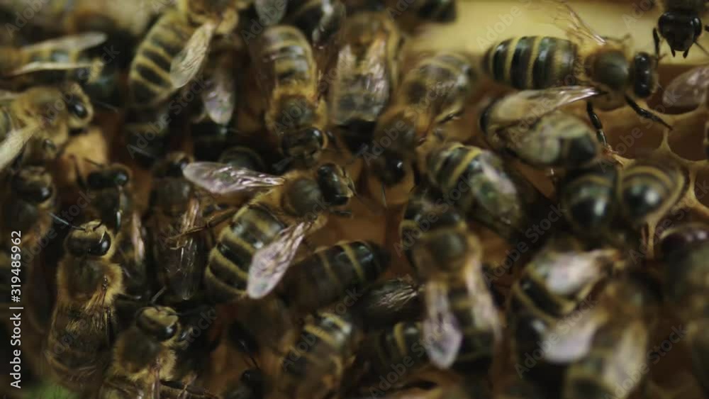 Bees moving around on honey combs close up Bees moving around on honey combs close up