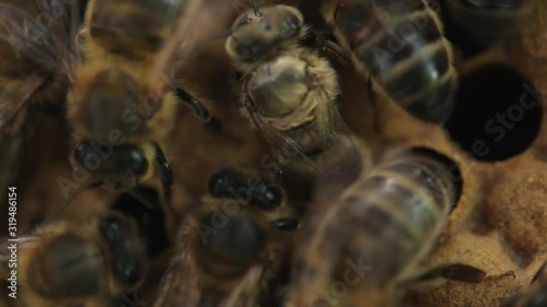 Bees on honeycomb close up