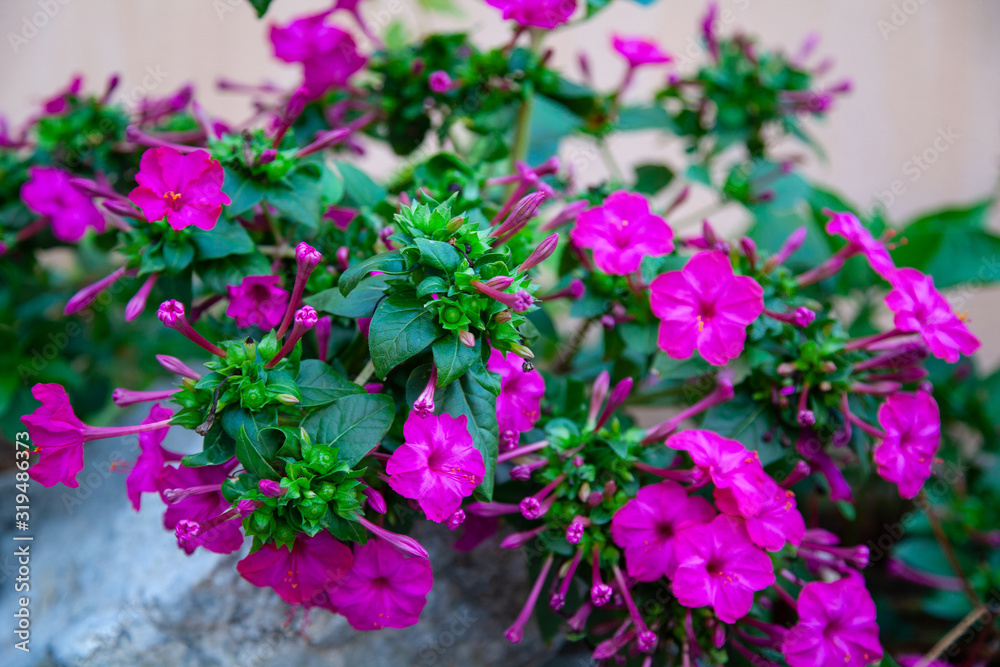 Die schönen gegenden von Südfrankreich, einfach wunderschön, lila Blume
