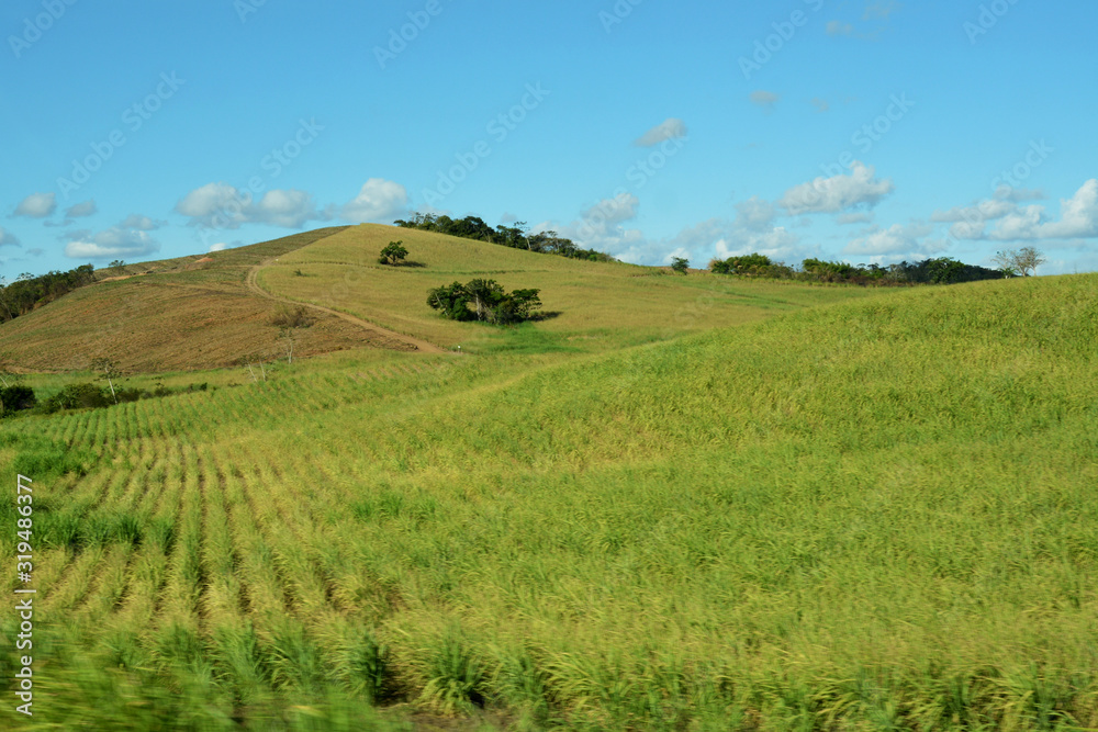 sugar cane plantations, Arajacu, Sergipe, Brazil 