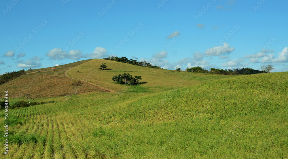 Sugar cane plantations, Arajacu, Sergipe in Brazil Sugar cane plantations, Arajacu, Sergipe in Brazil