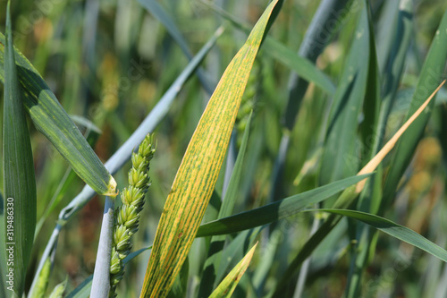 Cereal diseases , wheat diseases . Magnesium deficiency in wheat