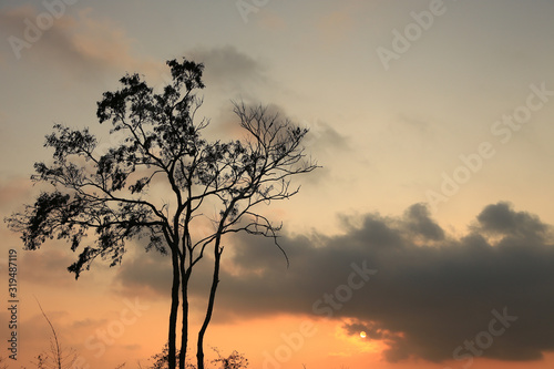Beautiful landscape image with trees silhouette at sunset © yufagu