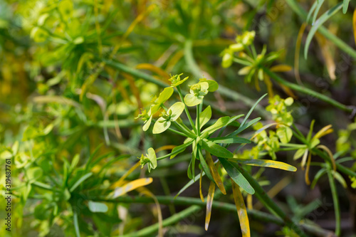 Tabaiba salvaje (Euphorbia regis-jubae) is a shrub endemic of Canary Islands photo