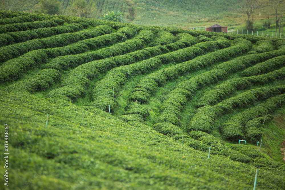 Tea Plantations Tea Plantations