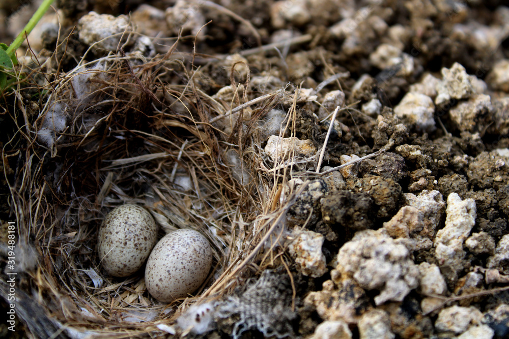 Bird Eggs in Ground Nest