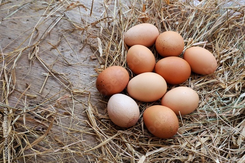 eggs on hay, Copy space 