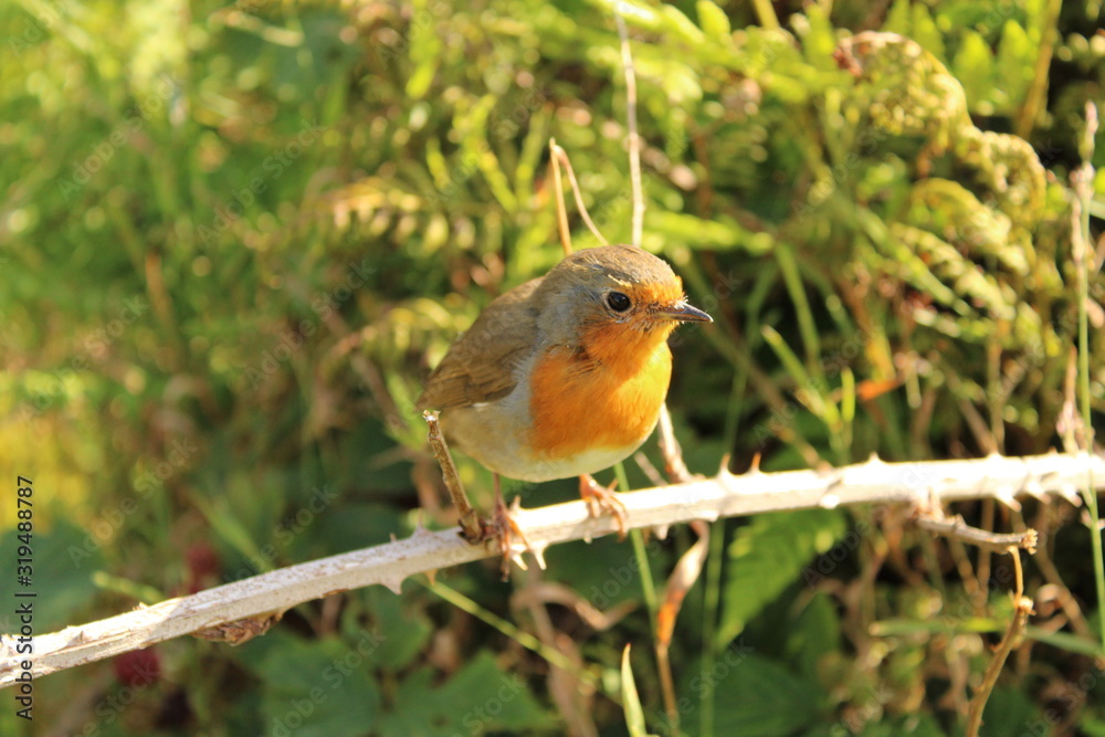 Robin (Erithacus Rubecula) in the bushes, Scotland Robin (Erithacus Rubecula) in the bushes, Scotland