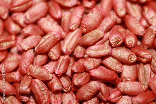 Wheat seeds, cereal seeds with red seed dressing or seed treatment 