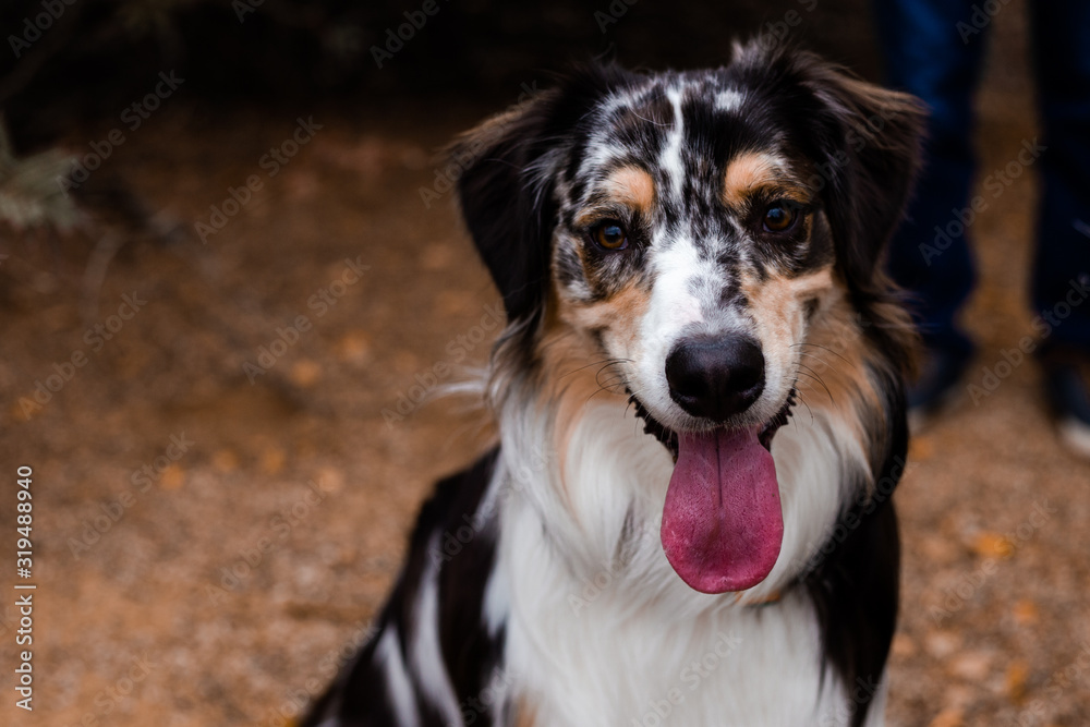 Australian Shepard with His Tongue Out 