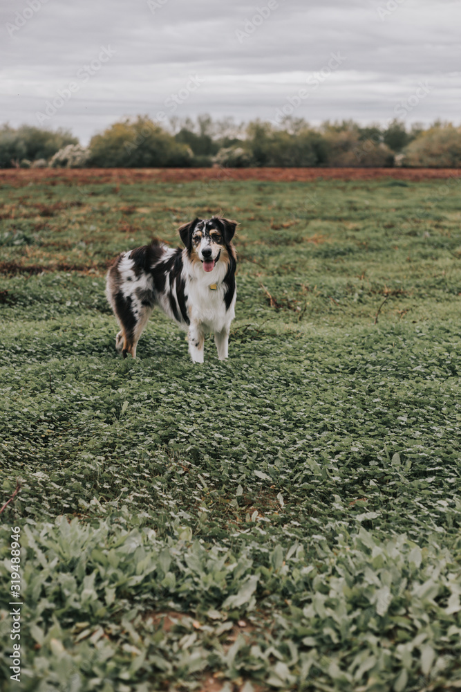 Australian Shepard in Grass Australian Shepard in Grass