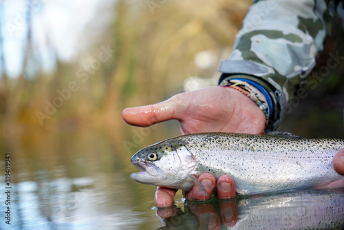 catch of a rainbow trout by a fly fisherman in the river
