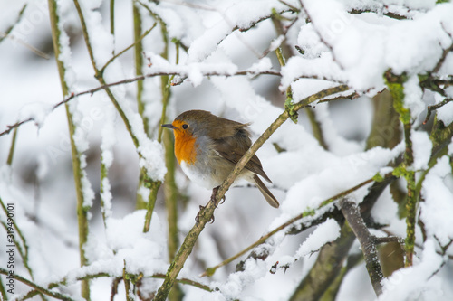 European Robin - Robin in Snow 