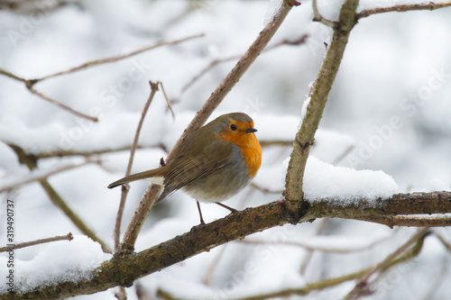 European Robin - Robin in Snow  © Joe