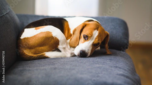 Beagle dog tired sleeps on a couch curled.
