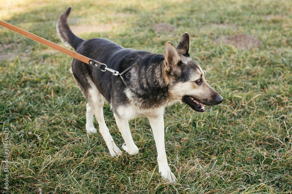 Cute stray dog walking on leash with volunteer in green park.Adoption from shelter concept. Mixed breed german shepherd dog. Sweet black and grey dog on walk Cute stray dog walking on leash with volunteer in green park.Adoption from shelter concept. Mixed breed german shepherd dog. Sweet black and grey dog on walk