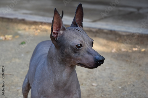 Mexican hairless dog great friend