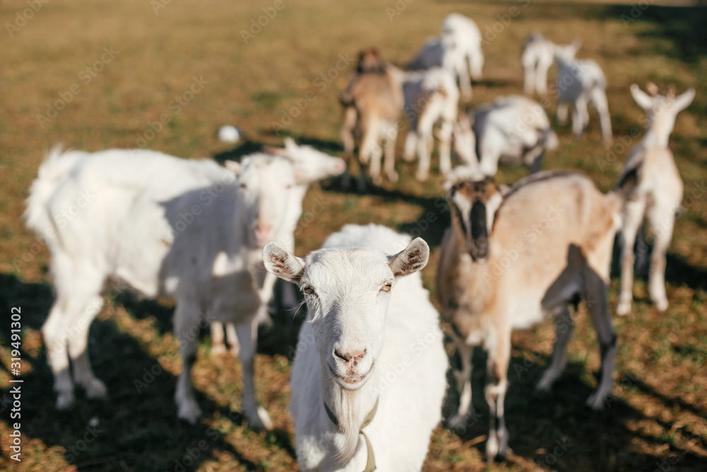 Fototapeta premium Portrait of sweet goat on background of other goats grazing in countryside. Cute white goats standing in green meadow in calm sunny day on farm.