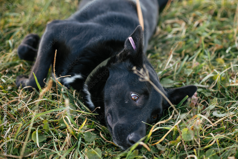 Portrait of cute happy dog lying and having fun in grass in green park. Adoption from shelter concept. Mixed breed black dog. Sweet black doggy on walk Portrait of cute happy dog lying and having fun in grass in green park. Adoption from shelter concept. Mixed breed black dog. Sweet black doggy on walk