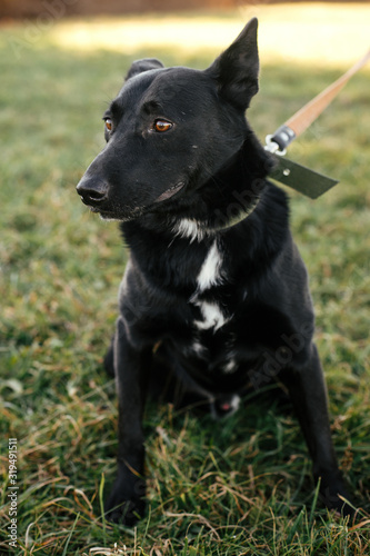 Portrait of cute happy dog sitting near with volunteer in green park. Adoption from shelter concept. Mixed breed black dog. Sweet black doggy on walk © sonyachny