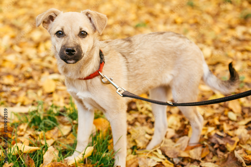 Cute scared dog walking next to volunteer in autumn park. Adoption from shelter concept. Mixed breed little yellow dog. Sweet little dog in shelter with sad look Cute scared dog walking next to volunteer in autumn park. Adoption from shelter concept. Mixed breed little yellow dog. Sweet little dog in shelter with sad look