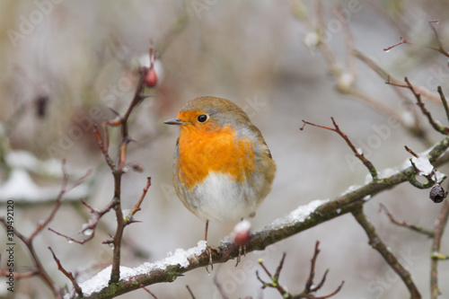 European Robin - Robin in Snow 