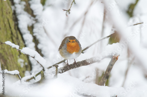 European Robin - Robin in Snow  © Joe