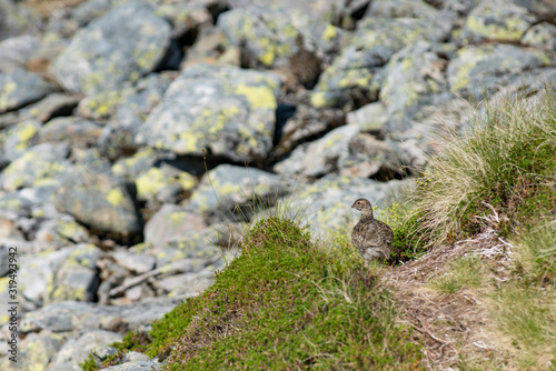 Rock Ptarmigan Bird well camouflaged against the mountains of beautiful Lofoten, Norway. Birdwatching Lofoten Traveling in Norwegian beautiful Landscapes. © Sebastian