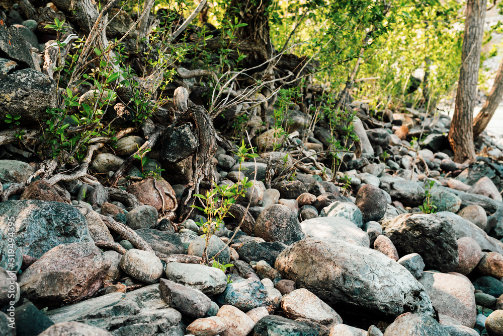 Small green sprouts of tree grows from roots. Nature sunny background of beautiful roots of deciduous tree on stony shore. Tree grows on of pile stones. Vitality plants. Snags on boulders in sunlight. Small green sprouts of tree grows from roots. Nature sunny background of beautiful roots of deciduous tree on stony shore. Tree grows on of pile stones. Vitality plants. Snags on boulders in sunlight.