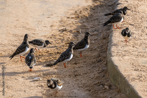 Valokuva Ruddy Turnstones (Arenaria interpres) on a beach in Broadstairs Kent