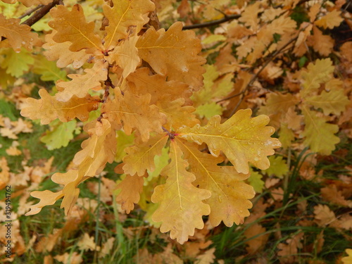 Oak branches with bright yellow autumn leaves close-up