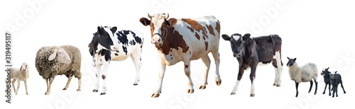 Farm animals on a white background, farm animals, a cow on a white background, sheep on a white background, a group of animals on a white background