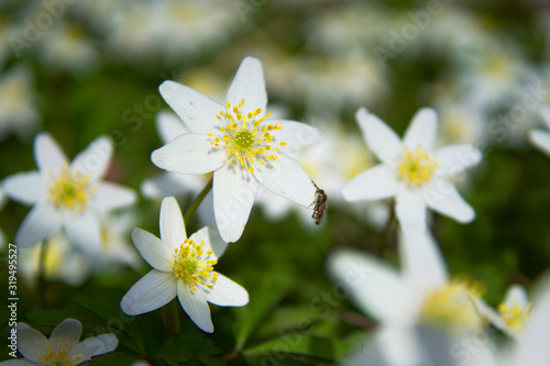 Spring blossom scene - Wood anemone blooming  © Sebastian