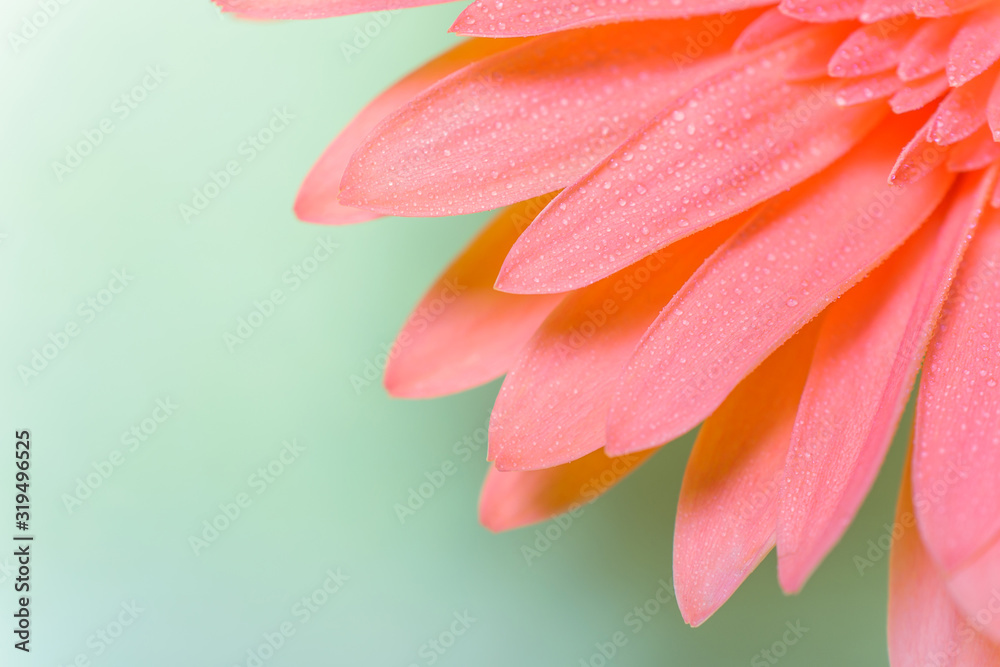 Fototapeta premium Beautiful fresh gerbera flowers with dew drops on the petals.