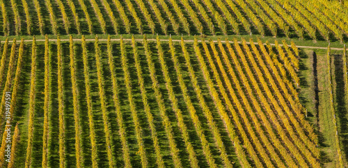 Autumn landscape of vineyards