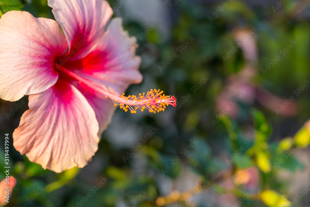 ็Hibiscus flower pollen with green​ blur​ background.Pollen of hibiscus .Selective focus Hibiscus flower bloom in the garden .