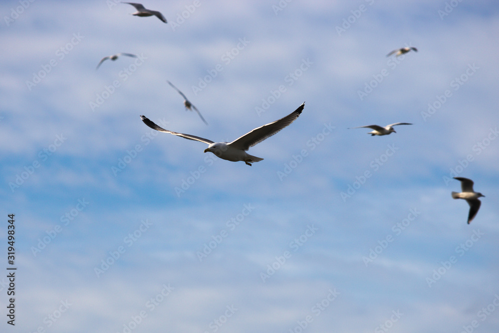 Fototapeta premium Oiseaux