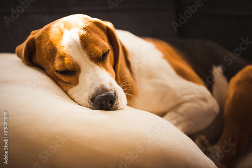 Funny Beagle dog tired sleeps on pillow on couch. Pet on furniture concept. © Przemyslaw Iciak