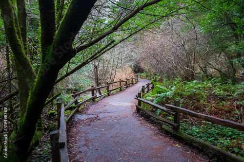 Path In Woods