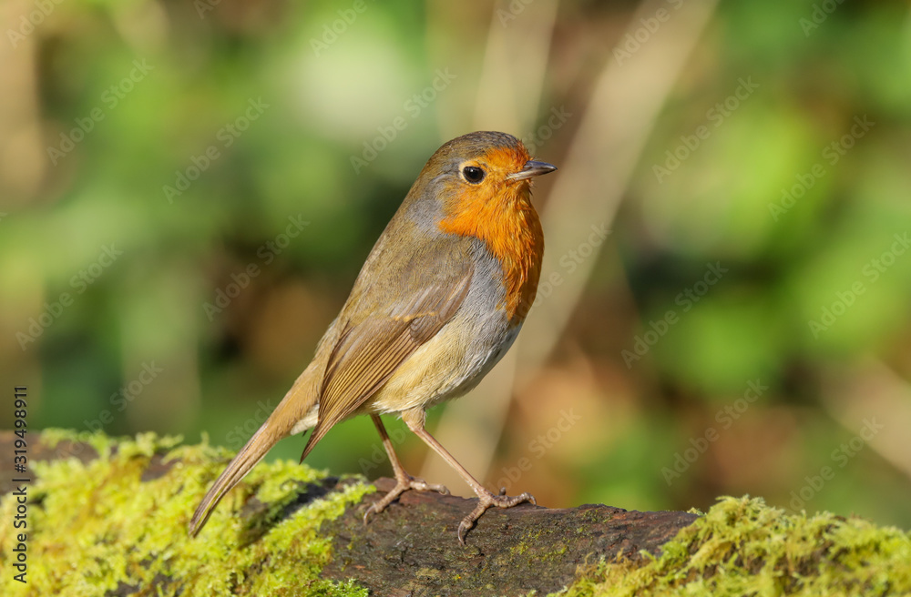 Close up of a Robin (Erithacus rubecula). Taken at my local nature reserve in Cardiff, Wales, UK Close up of a Robin (Erithacus rubecula). Taken at my local nature reserve in Cardiff, Wales, UK