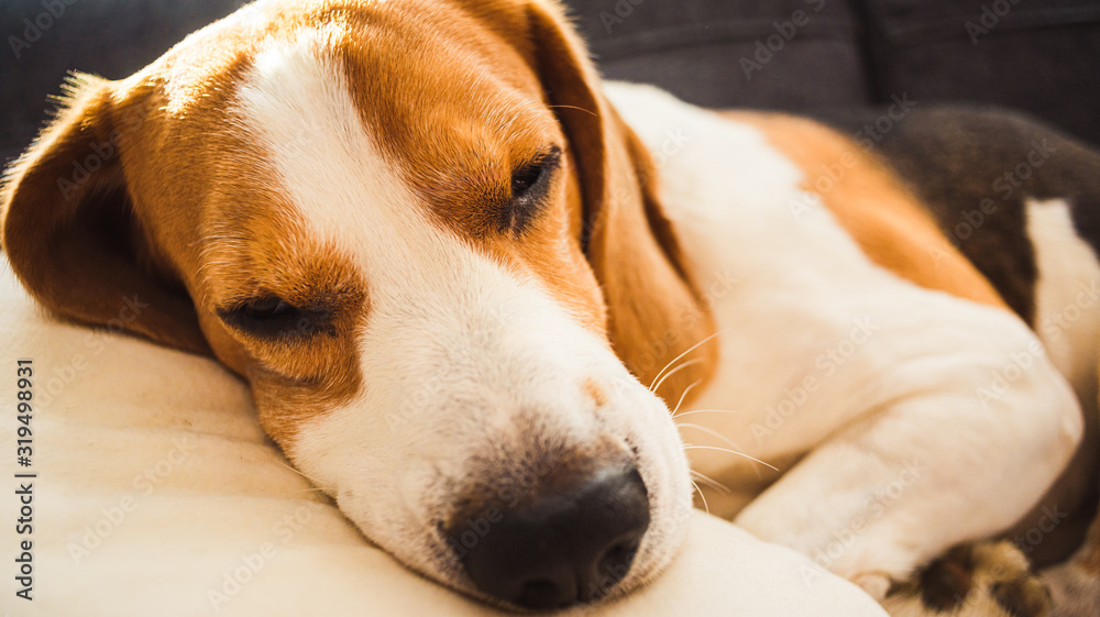 Obraz premium Funny Beagle dog tired sleeps on pillow on couch. Pet on furniture concept.