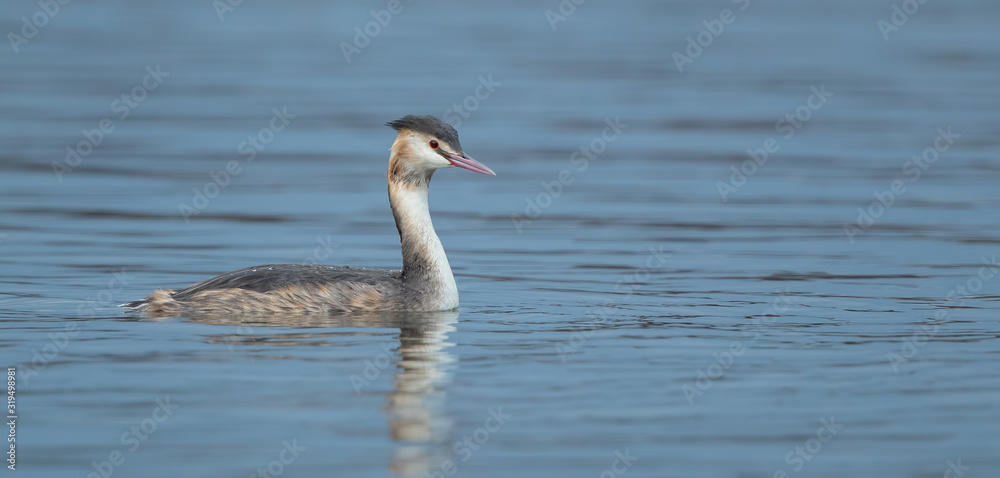 Fototapeta premium Great Crested Grebe Swimming