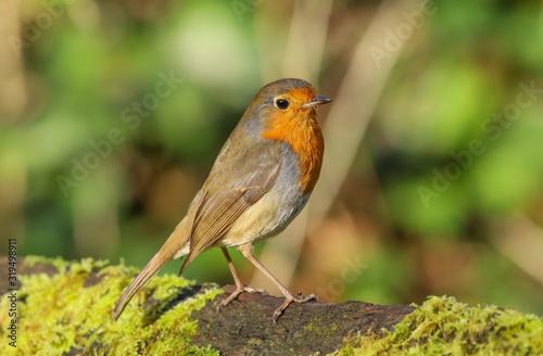 Close up of a Robin (Erithacus rubecula). Taken at my local nature reserve in Cardiff, Wales, UK