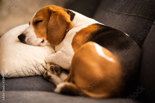 Funny Beagle dog tired sleeps on pillow on couch. Pet on furniture concept.