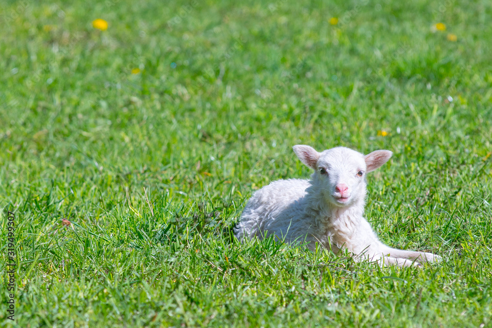 Cute Lamb happy smiling in grass field- Baby lamb laying down in isolated green grass in the field of the countryside. Cute Lamb happy smiling in grass field- Baby lamb laying down in isolated green grass in the field of the countryside.